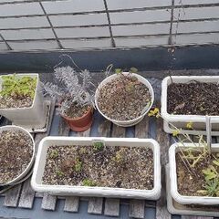 プランター • 鉢 全部で300円