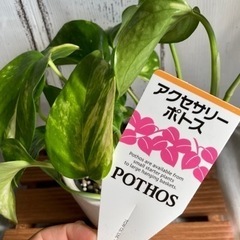 ポトス♡ゴールデンの画像