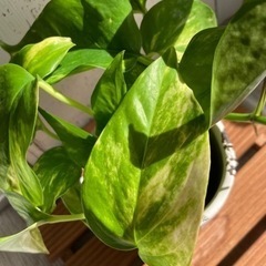 ポトス♡ゴールデン