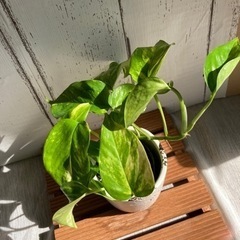 ポトス♡ゴールデンの画像