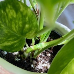 ポトス♡ゴールデンの画像