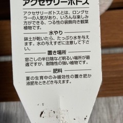 ポトス♡ゴールデンの画像