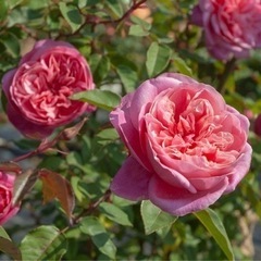 薔薇の大苗☆アルシデュックジョセフ☆冬剪定済み☆バラがお好きな方へ