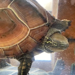【水槽等全部セット】クサガメ3歳位