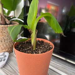 バナナの木　ミニ