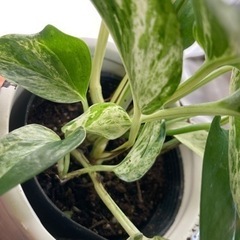 ポトス♡マーブルクイーンの画像