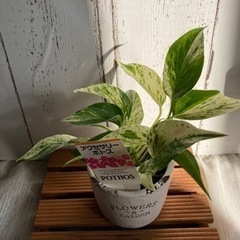 ポトス♡マーブルクイーンの画像