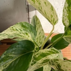 ポトス♡マーブルクイーン