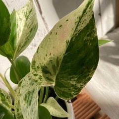 ポトス♡マーブルクイーンの画像