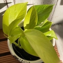 ポトス　ライム