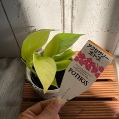 ポトス　ライムの画像