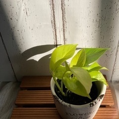 ポトス　ライムの画像