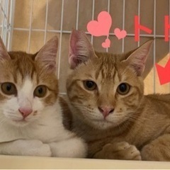 皆んなの優しいお兄ちゃん『トト君🐾』