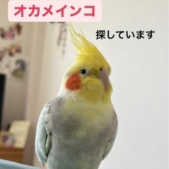 オカメインコ探してます