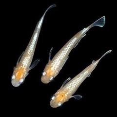 光鱗紅白メダカの卵or幹之メダカの卵orオーロラ黄ラメ体外光or...