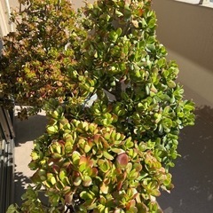 金の成る木の画像