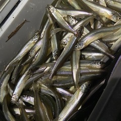 レッツ•エンジョイフィッシング♬🐟