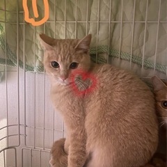 フワフワの子猫さん🐱ずっとのお家探してます❣️