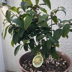 レモンマートル 鉢植え 葉に痛みありの画像