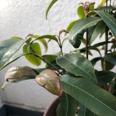 レモンマートル 鉢植え 葉に痛みありの画像