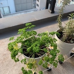 植物譲ります
