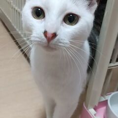 仲良し兄妹で迎えられました！コマツくん 仲良し妹三毛と♪