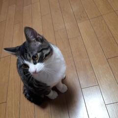 里親さん決まりました。有難うございました！ - 猫