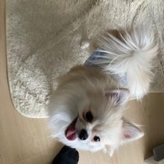 ポメチワの1歳の男の子です。(里親の方決まりましたので募集終了さ...