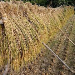 天日干し稲わらと籾殻（枚方市内は配達）の画像