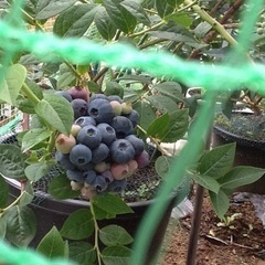 ブルーベリー苗　収穫可能
