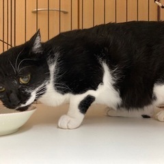 ⑥大切な家族として迎えてくれる里親さん募集！ - 猫