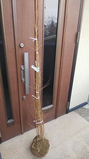 庭木 エゴノキ (白花) 株立ち 約1.4ｍ (未植え付け品)
