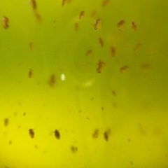 ミジンコ 約50匹 メダカのエサ用【ねこひげや】の画像