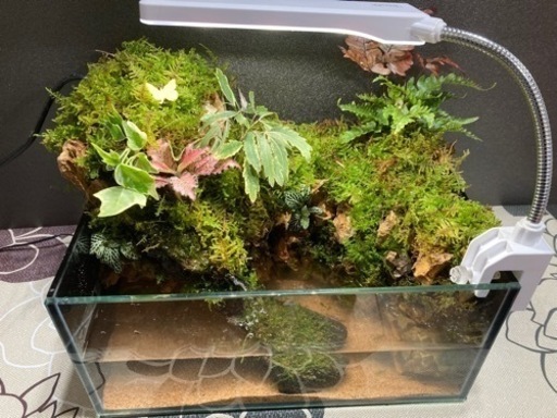 ★☆杜のメダカ☆★熱帯魚飼育にオススメ！！コケリウム・テラリウム完成品★ガラスの水景！ライト付き ★