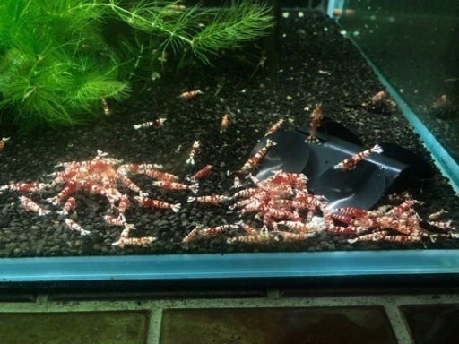 シュリンプ花虎繁殖セット(10匹)