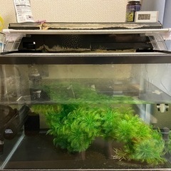 45センチ水槽（フルセット）今月中まで！