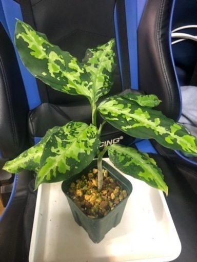 アグラオネマ ピクタム インドネシア産