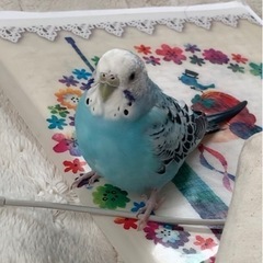 セキセイインコの里親募集