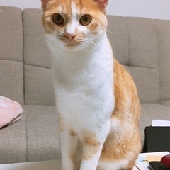 里親募集　大切に育ててくださる方に。