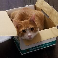 1歳過ぎ位　ご理解頂ける方お願いします❗人懐っこい茶白のきんぞう...