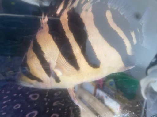 ダトニオ　プラスワン　Ⅰ