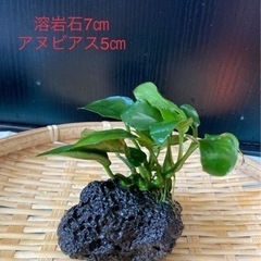 アヌビアスナナ　(アクアリウム・水草・水槽)