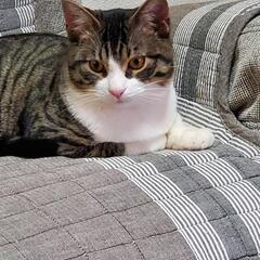 里親さん決まりました。有難うございました！ - 里親募集