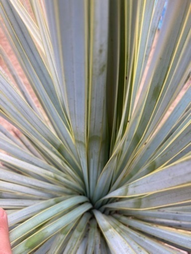 ユッカトンプソニアーナ　　①