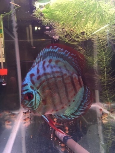 水槽関連　ブリリアント　ターコイズ　ディスカス　♀