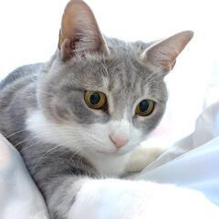 【ずっとのお家決定】甘えたさんのかわい子ちゃんです！里親様大募集中。