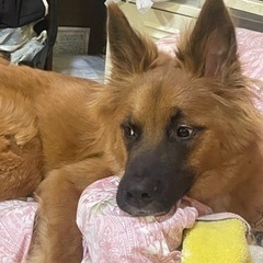 甘えん坊のやんちゃさん