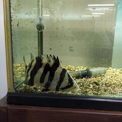ダトニオ プラスワンの画像