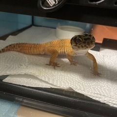 ヒョウモントカゲモドキのタンジェリン