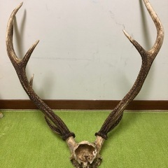 お頭付き鹿の角の画像